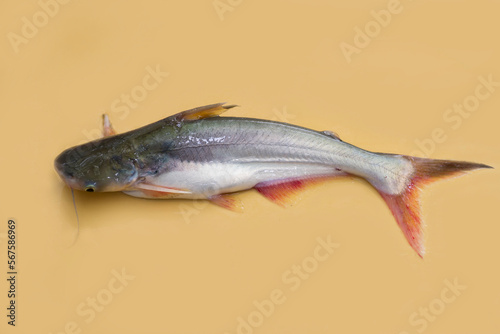 Pangas catfish photo