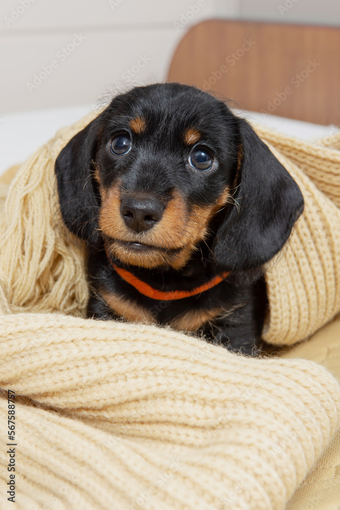 very young puppy of a wire-haired dachshund sleeps on bed under blanket. very young puppy of a wire-haired dachshund sleeps on bed under blanket.