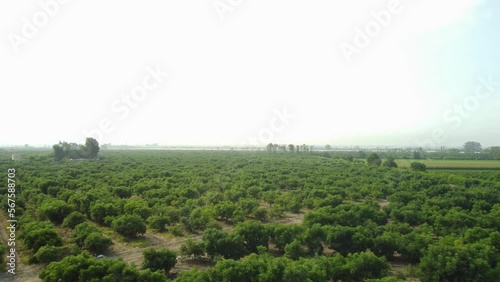 Wallpaper Mural Drone flies straight forward above agricultural fields on a foggy day. The fog turns blue sky white. Green rows of tall plants go on into the distant many more fields in the horizon. Located in Peru. Torontodigital.ca