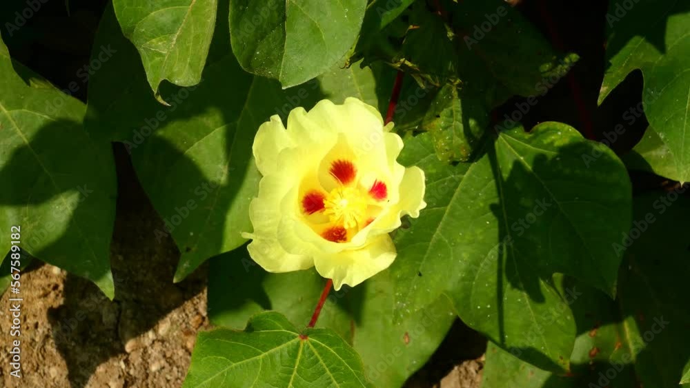 A Gossypium flower bloom of the mallow family, Malvaceae, with yellow leaves and red spots inside. The plant is more commonly known as the cotton plant, since that is where its harvested from. A Gossypium flower bloom of the mallow family, Malvaceae, with yellow leaves and red spots inside. The plant is more commonly known as the cotton plant, since that is where its harvested from.