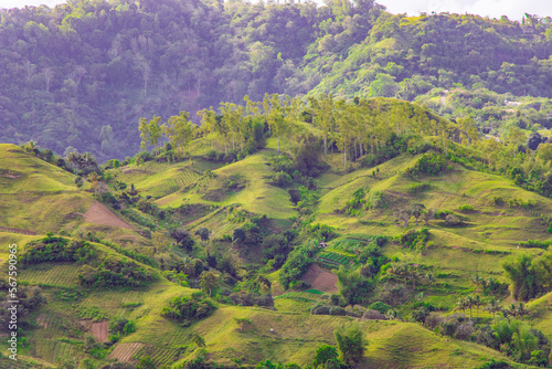 forest in the mountains