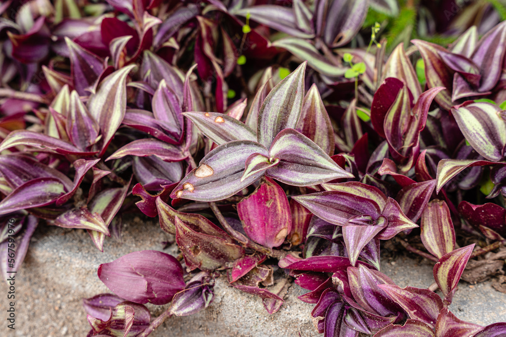 Tradescantia zebrina, formerly known as Zebrina pendula, is a species of creeping plant in the Tradescantia genus. Common names include silver inch plant and wandering Jew.