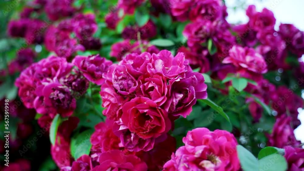 Floriculture, plant growing. The flowering of the bush rose is red. Summer cloudy day. Blur. Floriculture, plant growing. The flowering of the bush rose is red. Summer cloudy day. Blur.