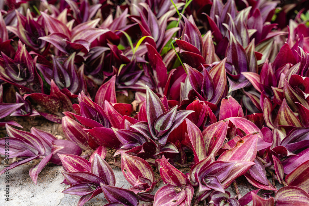 Tradescantia zebrina, formerly known as Zebrina pendula, is a species