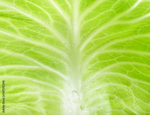 cabbage isolated on white background