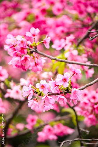 close- up of the beautiful cherry blossoms