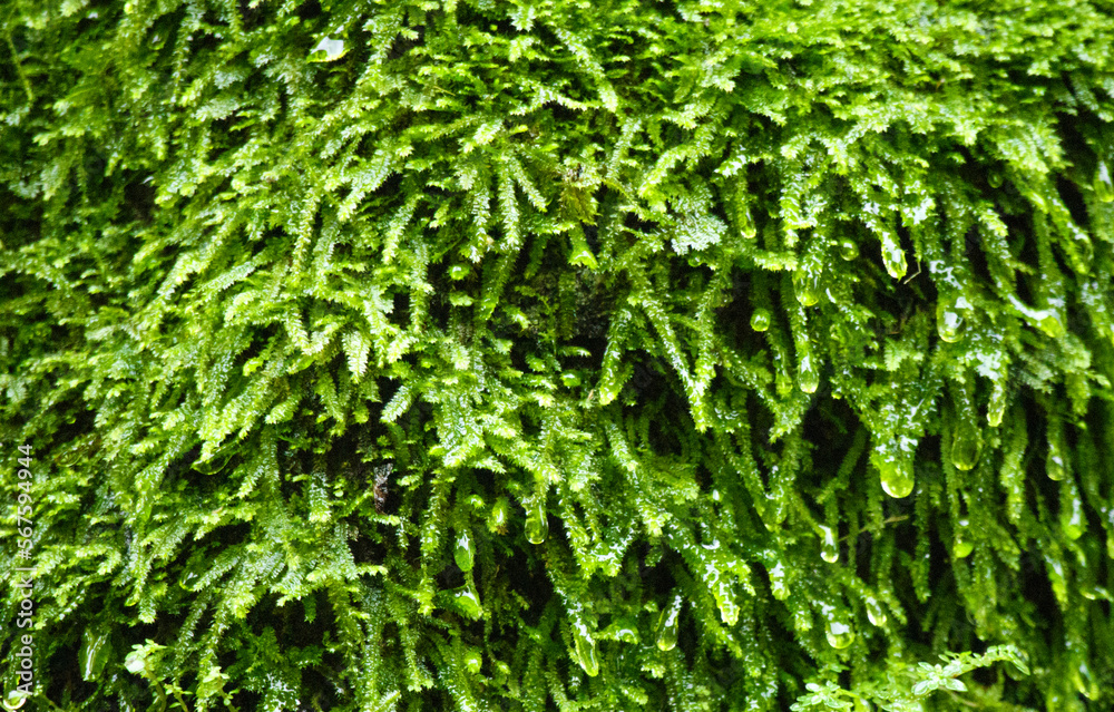close-up of green and wet wild moss close-up of green and wet wild moss