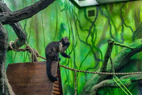 Photography A capuchin monkey with a prehensile tail in the primate enclosure of the city zoo