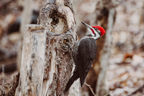 Pileated Male Woodpecker perched on tree trunk pecking for food in Quebec, Canada. North America bird photo