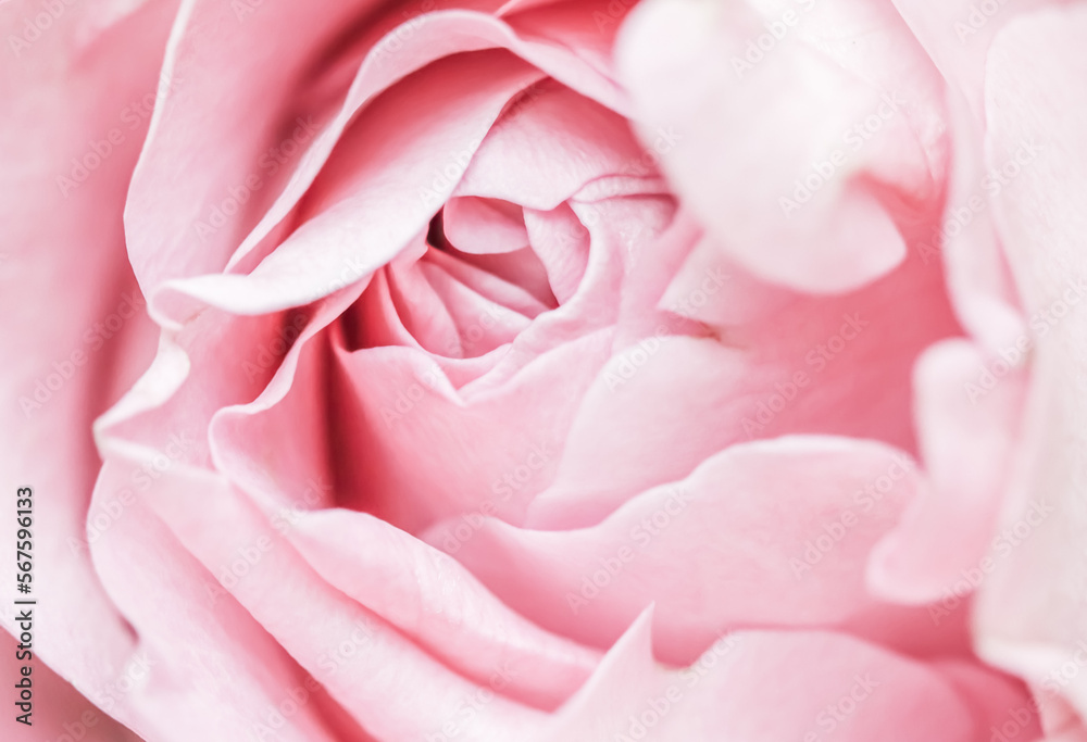 Pink pale rose flower petals, soft focus. Macro flowers backdrop Pink pale rose flower petals, soft focus. Macro flowers backdrop