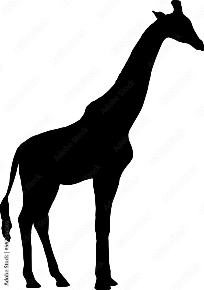 Fototapeta premium giraffe silhouette vector