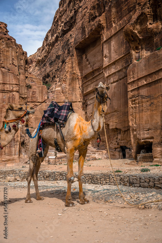 stojące dwa wielbłądy przy starożytnych budowlach