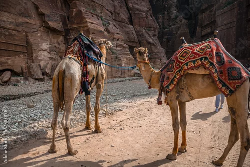 Fototapeta samoprzylepna stojące dwa wielbłądy przy starożytnych budowlach