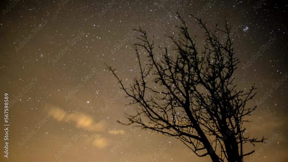 Leafless tree with starred sky in the background - Night Timelapse 4k Leafless tree with starred sky in the background - Night Timelapse 4k