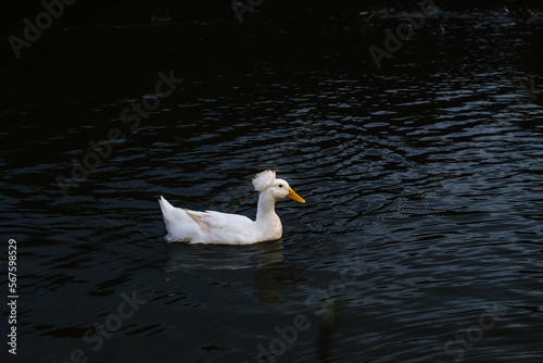 White Duck in dark water 