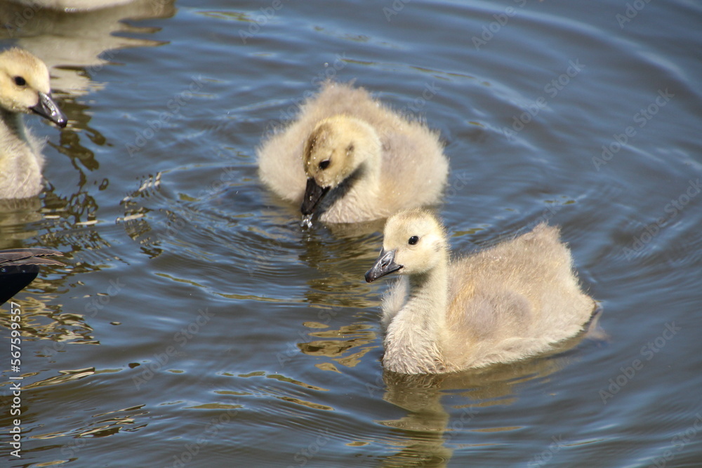Gosling On Water, Pylypow Wetlands, Edmonton, Alberta Gosling On Water, Pylypow Wetlands, Edmonton, Alberta