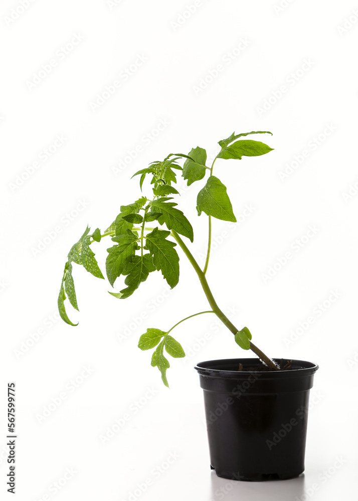 Young seedlings of tomato isolated on a white background. Ecological home growing of tomato seedlings in winter and early spring Young seedlings of tomato isolated on a white background. Ecological home growing of tomato seedlings in winter and early spring