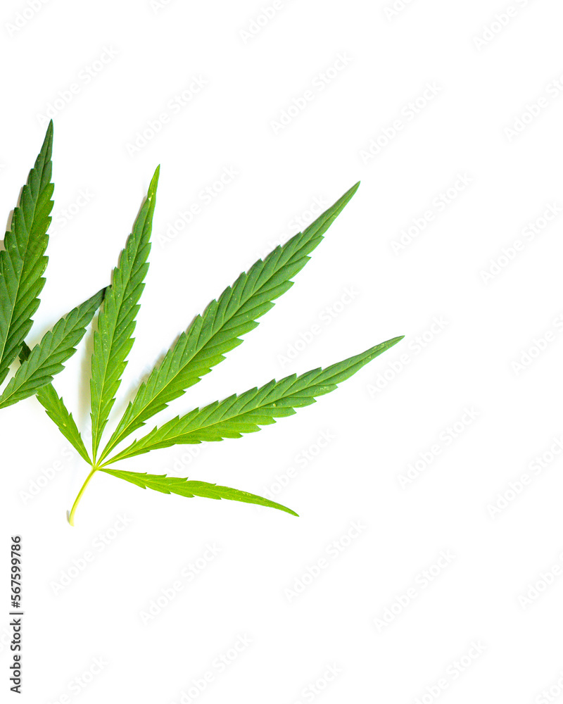 cannabis leaves on a white background, side of the frame, selective focus, close-up