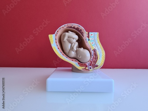 Development of Embryo model fetus for classroom education photo