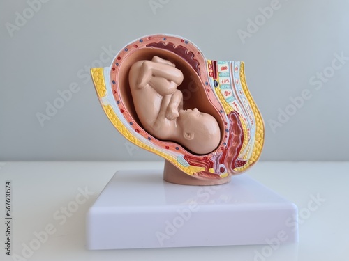 Embryo and fetus anatomy model for classroom teaching photo