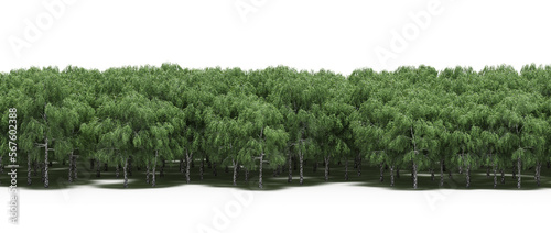 forest line with shadows under the trees, isolated on white background, 3D illustration, cg render