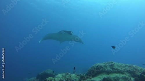 Black Oceanic Manta floating on a background of blue water in search of plankton. Underwater scuba diving in Indonesia. photo