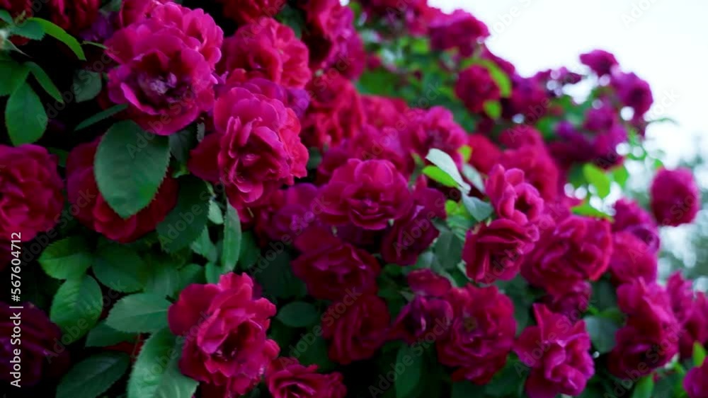 Floriculture, plant growing. The flowering of the bush rose is red. Summer cloudy day. Blur. Floriculture, plant growing. The flowering of the bush rose is red. Summer cloudy day. Blur.