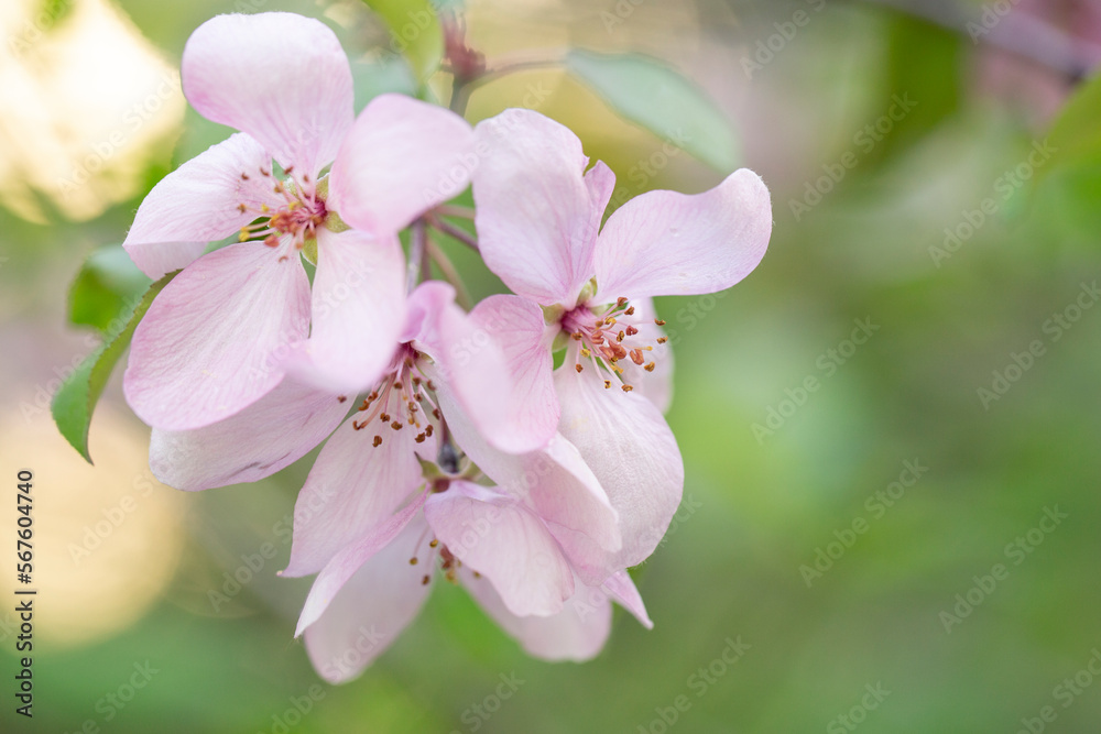 Delicate apple tree flowers in spring. Apple orchard. Delicate apple tree flowers in spring. Apple orchard.
