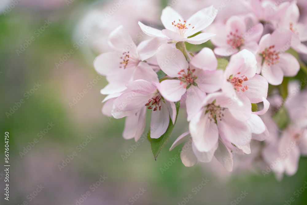 Delicate apple tree flowers in spring. Apple orchard.