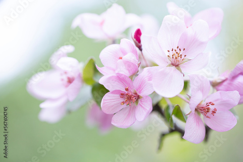 Delicate apple tree flowers in spring. Apple orchard.