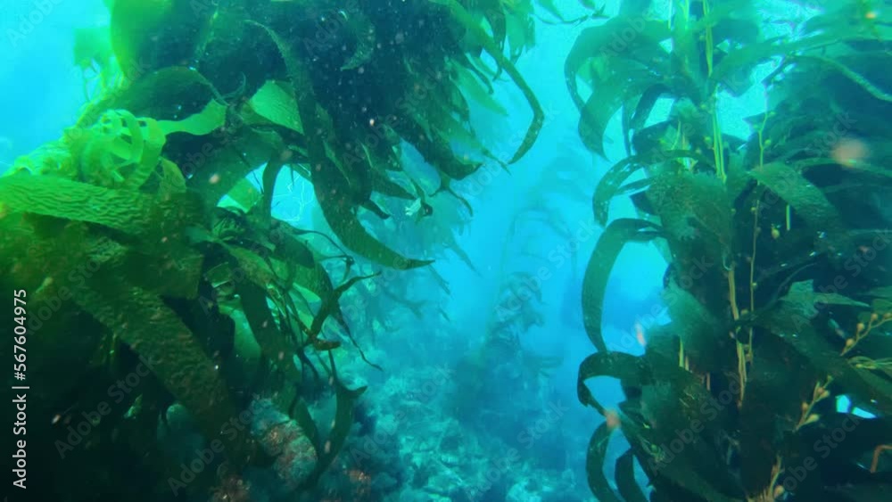 A vast and enigmatic kelp forest shields the multitude of oceanic ...