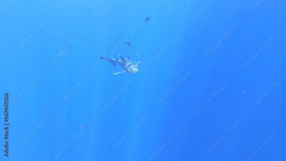 Shark wounded by plastic fishing net swims in search of tuna fish against blue background of underwater ocean abyss, surrounded by school of fish. Plastic pollution. Ecological disaster in the wild. Shark wounded by plastic fishing net swims in search of tuna fish against blue background of underwater ocean abyss, surrounded by school of fish. Plastic pollution. Ecological disaster in the wild.