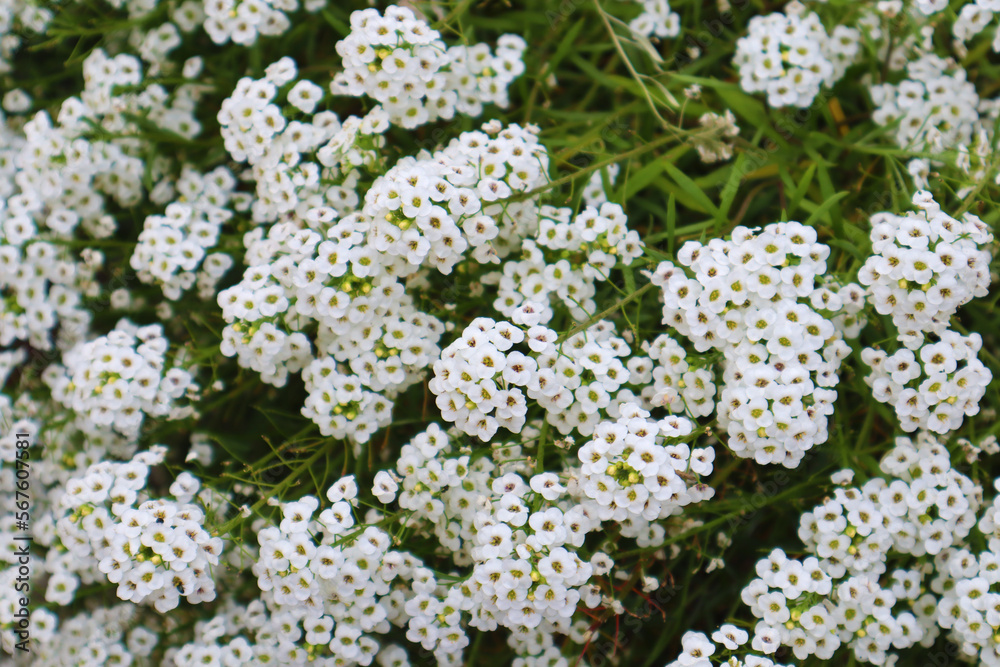 Yarrow. Beautiful white flowers. Close-up. Selective focus. Copyspace
