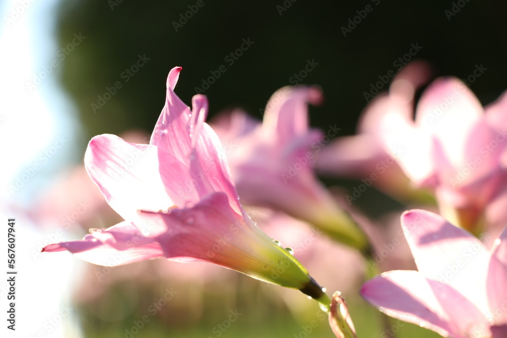 Fototapeta premium pink magnolia flower