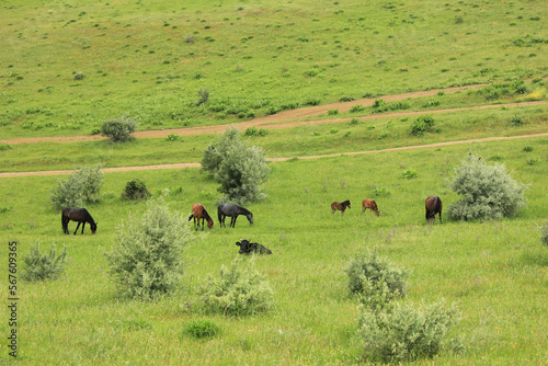 Horses graze in the green mountains.
