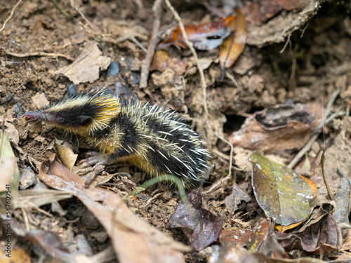 Lowland Streaked Tenrec, Hemicentetes semispinosus, an exotic looking hedgehog with colorful spines. National Park, Analamazaotra. Madagascar