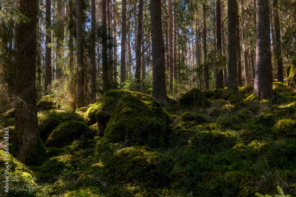 Magical fairytale forest. Conferois forest covered of green moss. Magical fairytale forest. Conferois forest covered of green moss.