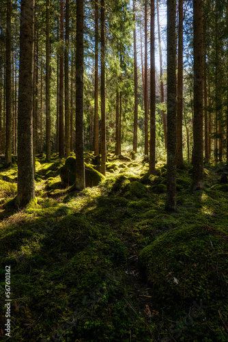 Fototapeta Naklejka Na Ścianę i Meble -  Magical fairytale forest. Conferois forest covered of green moss.