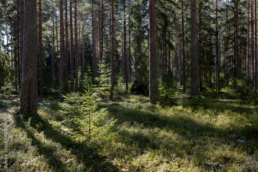 Magical fairytale forest. Conferois forest covered of green moss. Magical fairytale forest. Conferois forest covered of green moss.