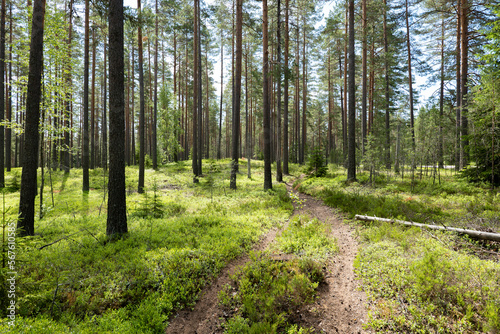 Magical fairytale forest. Conferois forest covered of green moss.
