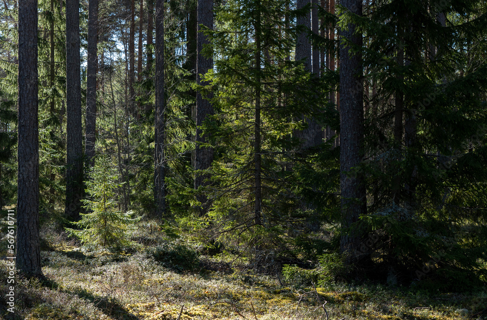Fototapeta premium Magical fairytale forest. Conferois forest covered of green moss.