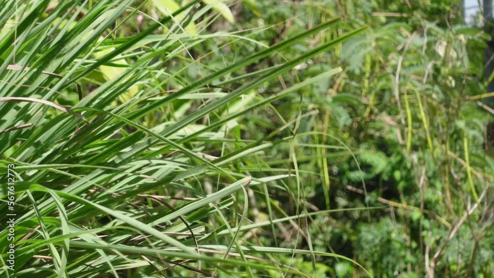 lemongrass Tree, vegetable in the garden lemongrass Tree, vegetable in the garden