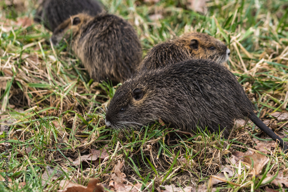 Junge Nutria sind auf einem Feld und fressen Gras Junge Nutria sind auf einem Feld und fressen Gras