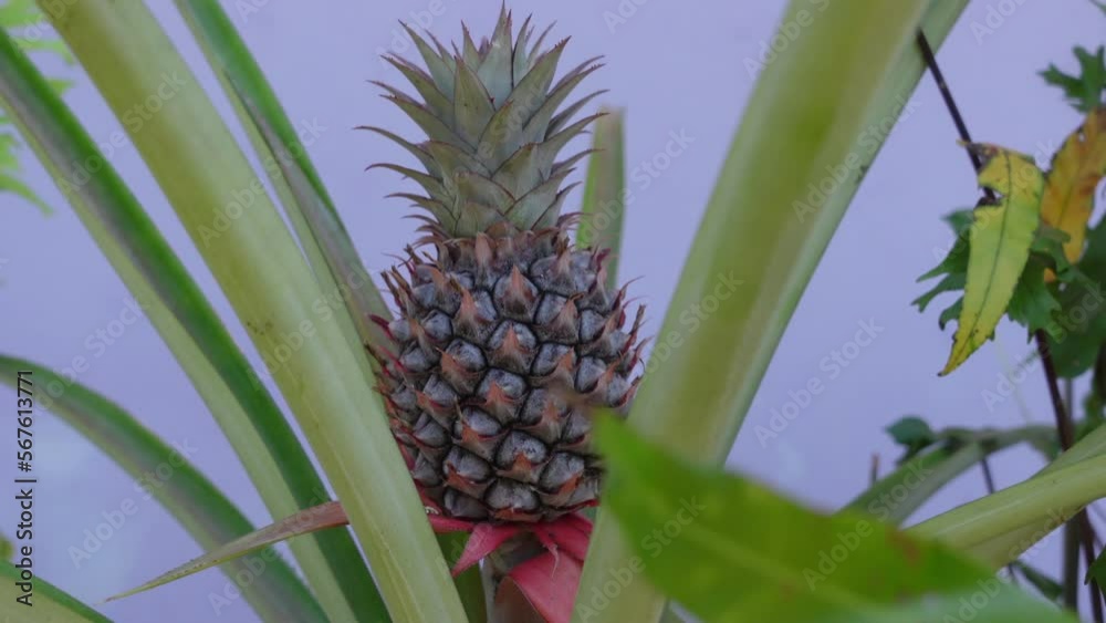 small pineapple tree in the garden small pineapple tree in the garden