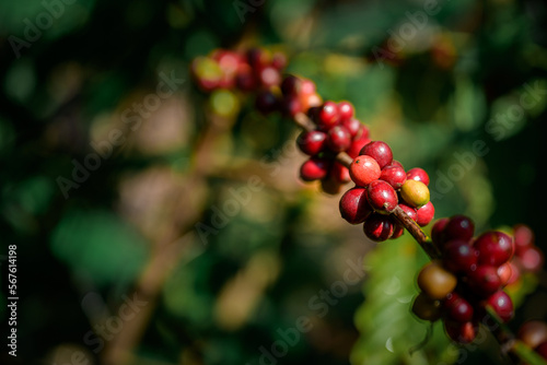 Close up of agriculturist harvesting fresh coffee beans from the raw coffee plant organic coffee plantation Arabica and Lobusta varieties
