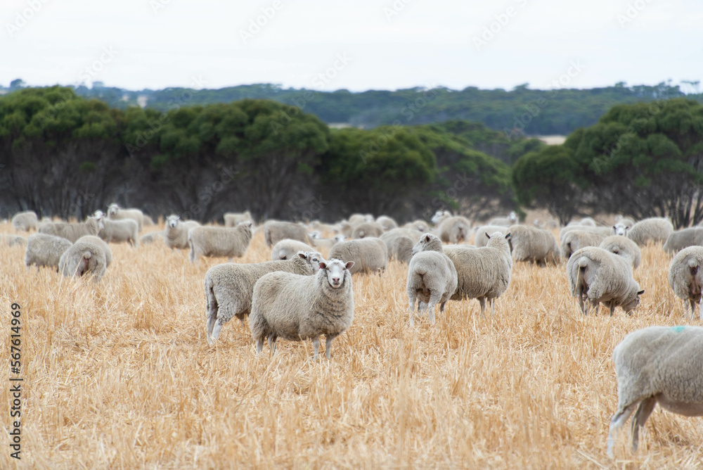 sheep sheep