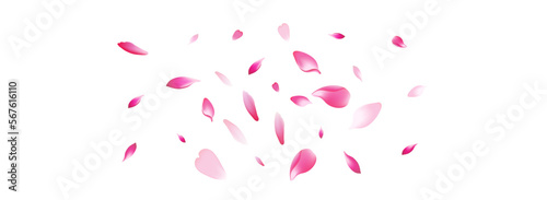 Color Rose Petal Vector White Background. White