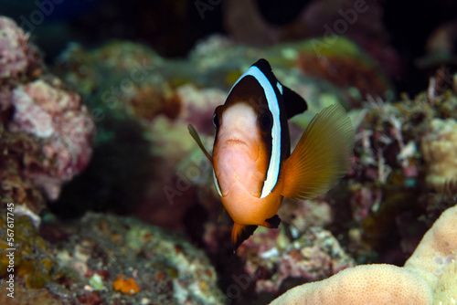 Clownfish - Amphiprion clarkii. Sea life of Tulamben  Bali  Indonesia.