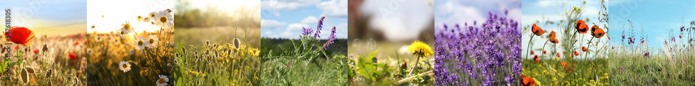 Fototapeta premium Collage with photos of different beautiful wild flowers growing in meadow