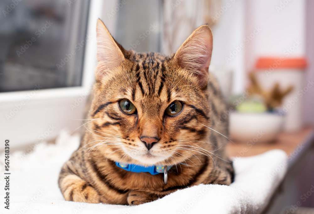 A mixed-breed Bengal cat lies on the windowsill. A spotted cat looks directly into the lens on the background of a blurred window. The photo is blurred